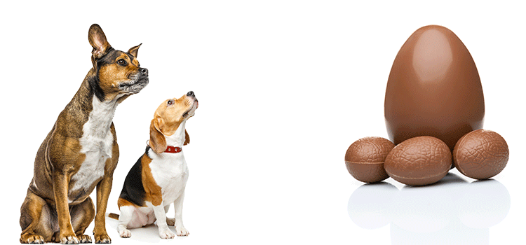 Cani e Cioccolato | Rischio intossicazione Cani e Cioccolato | Rischio intossicazione