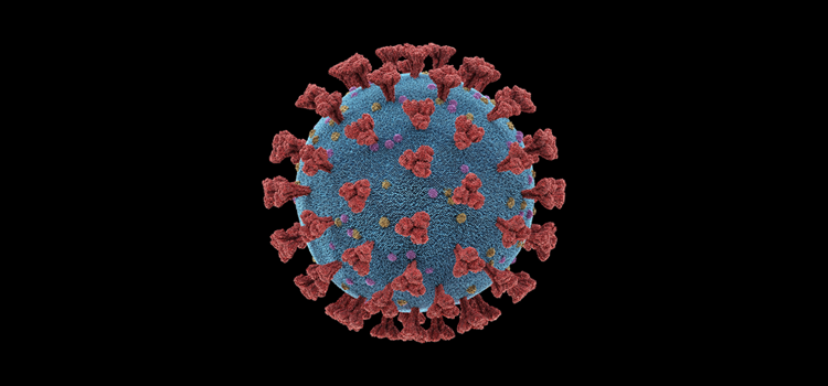 Fip felina e coronavirus nel gatto Fip felina e coronavirus nel gatto