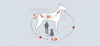 giardia cane sintomi terapia giardia cane sintomi terapia