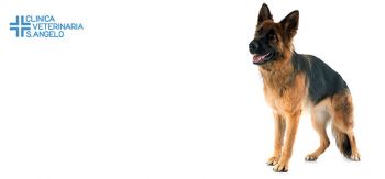 La displasia dell’anca e del gomito nel cane. La displasia dell’anca e del gomito nel cane.