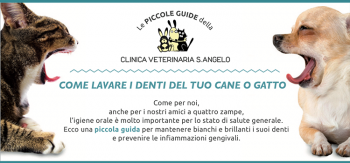 come lavare lavare denti cane gatto lavare denti cane gatto