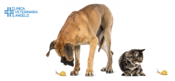 Strongili polmonari del cane e del gatto Strongili polmonari del cane e del gatto